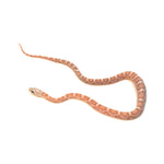 Coral Gohst Sunkissed Motley Corn Snake