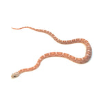Coral Gohst Sunkissed Motley Corn Snake