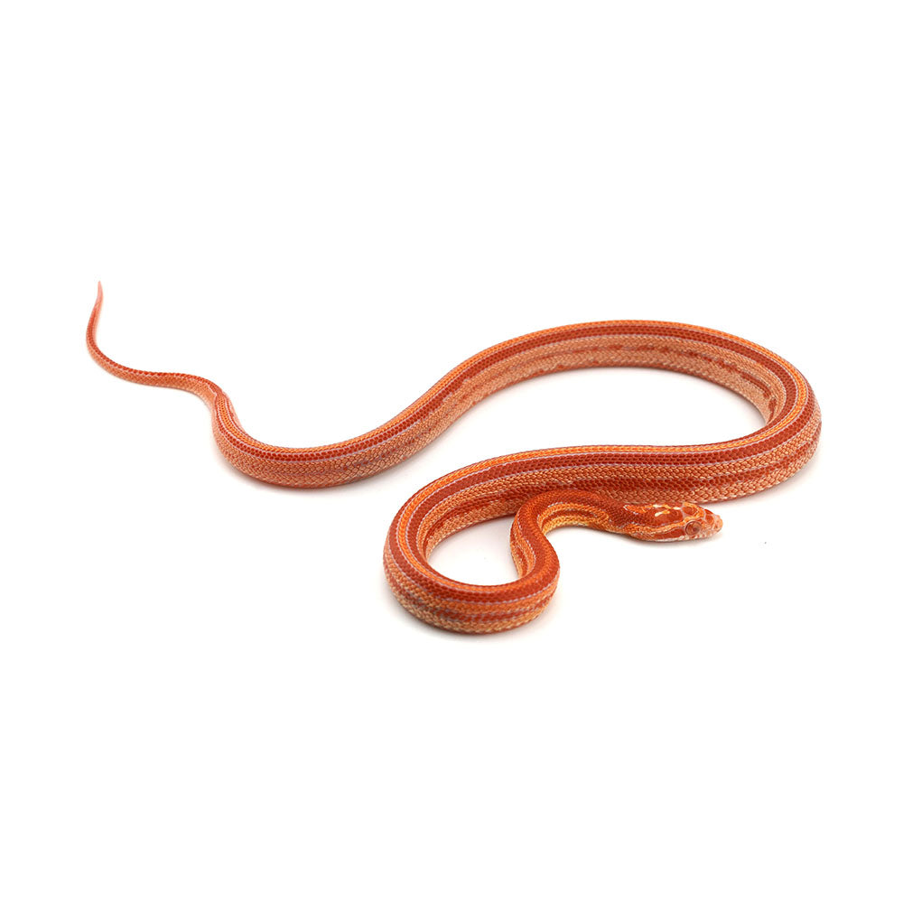 Microscale Albino Tessera Het Anery Corn Snake