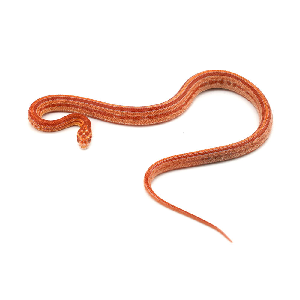 Microscale Albino Tessera Het Anery Corn Snake