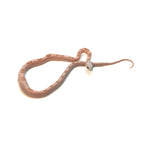 Coral Gohst Sunkissed Striped Corn Snake