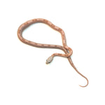 Coral Gohst Sunkissed Striped Corn Snake