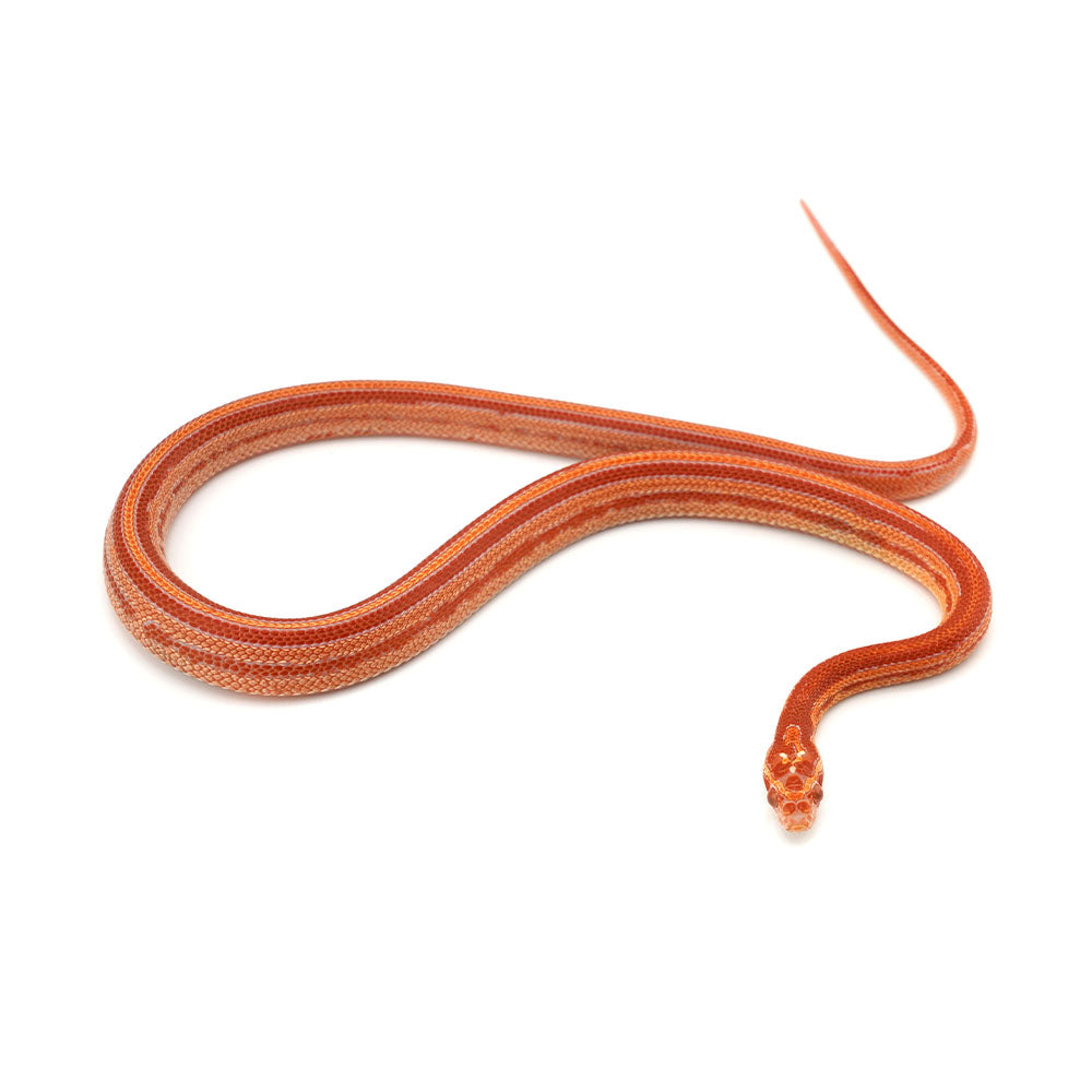 Microscale Albino Tessera Het Anery Corn Snake