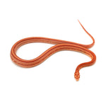 Microscale Albino Tessera Het Anery Corn Snake