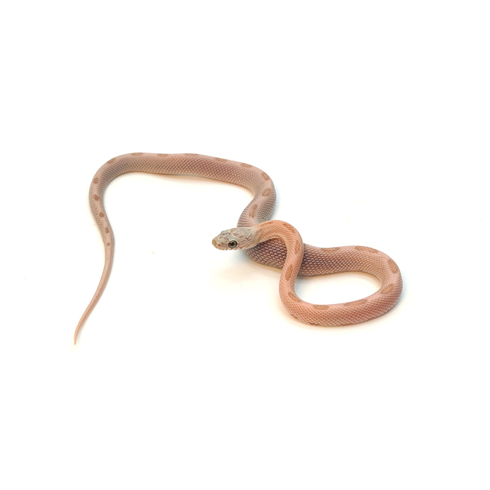 Coral Gohst Sunkissed Striped Corn Snake