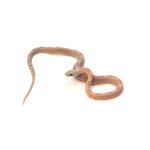 Coral Gohst Sunkissed Striped Corn Snake