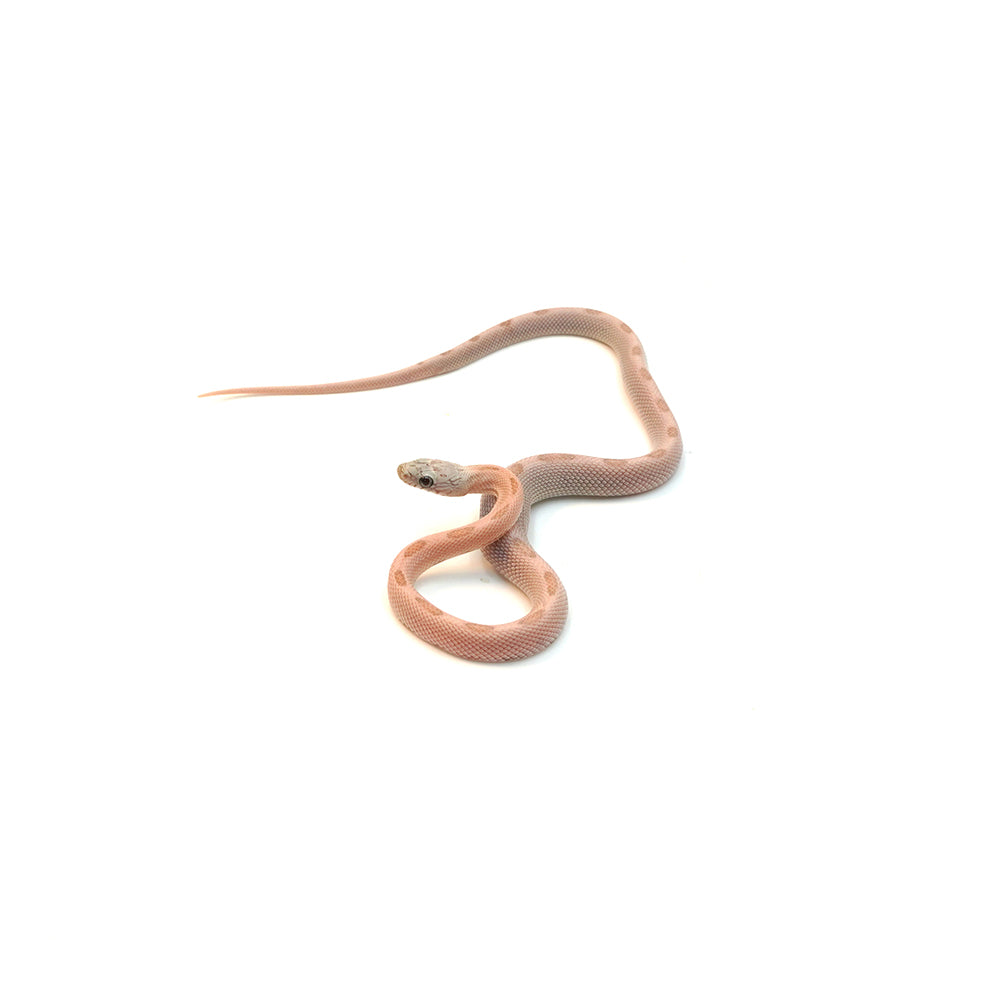 Coral Gohst Sunkissed Striped Corn Snake