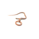 Coral Gohst Sunkissed Striped Corn Snake