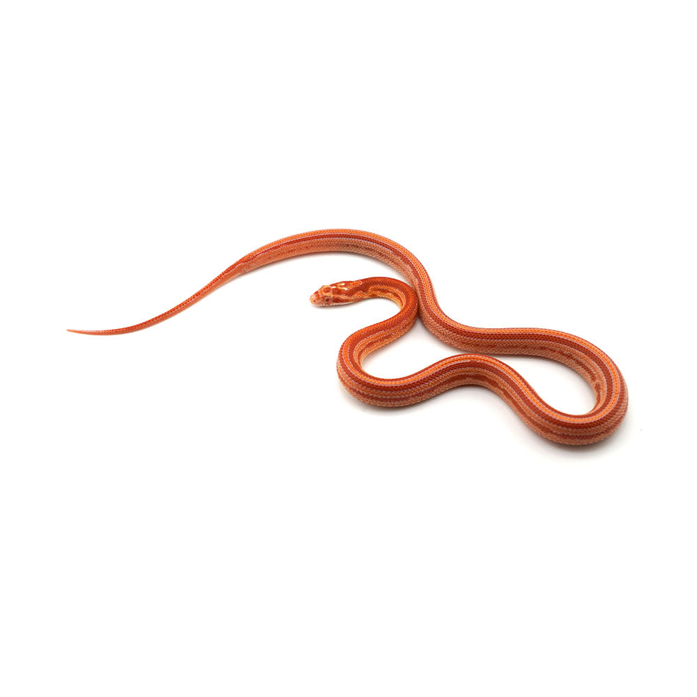 Microscale Albino Tessera Het Anery Corn Snake