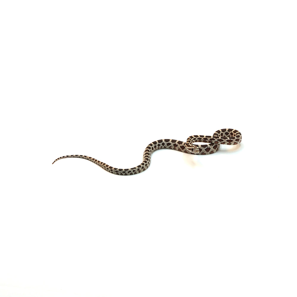 Normal Het Anery Het Caramel Corn Snake