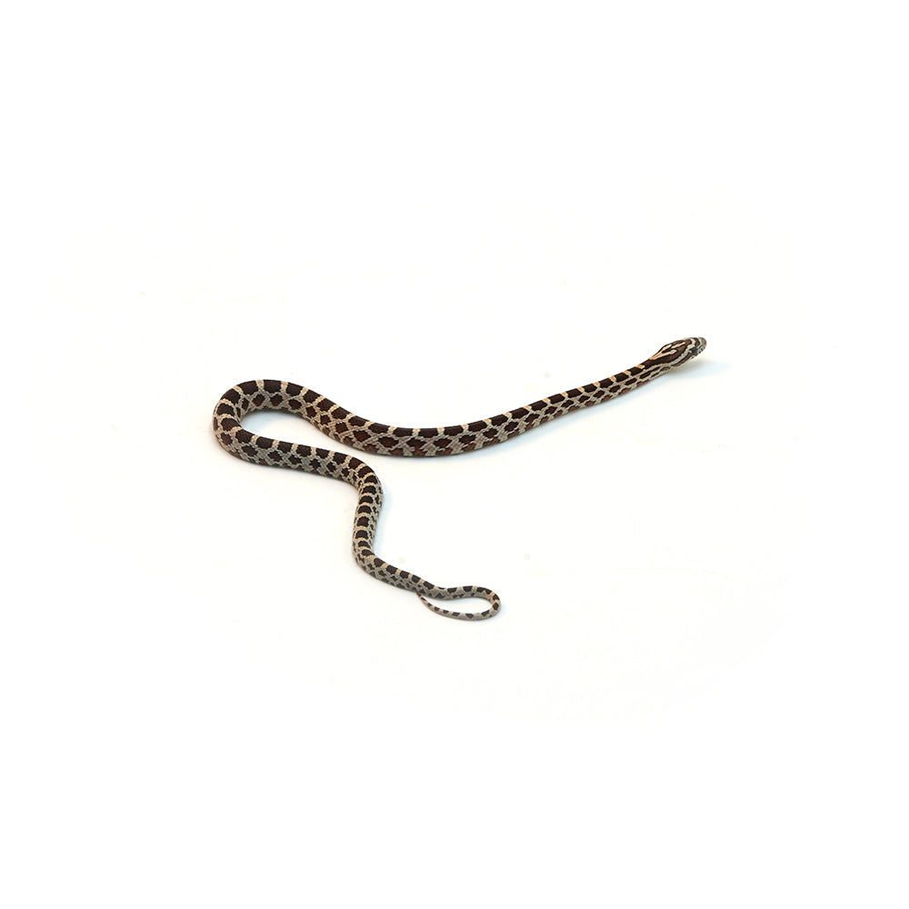 Normal Het Anery Het Caramel Corn Snake