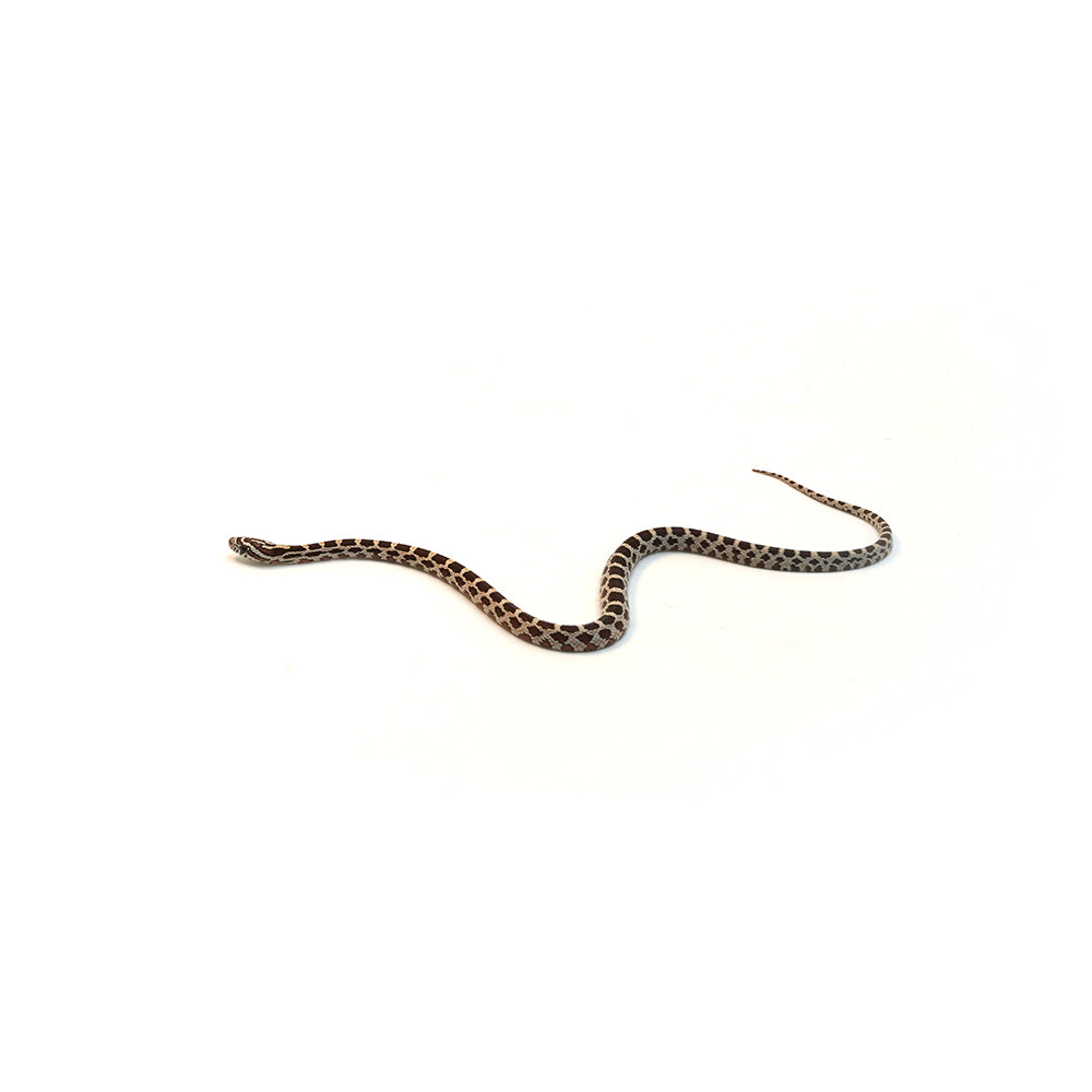 Normal Het Anery Het Caramel Corn Snake