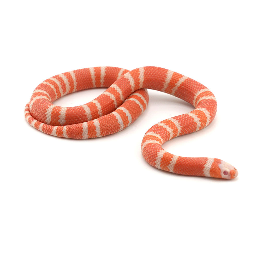 Albino Tangerine Honduran Milk Snake