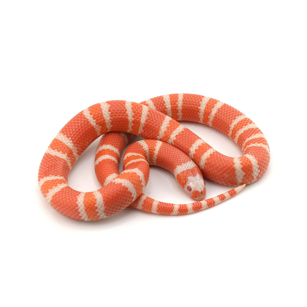 Albino Tangerine Honduran Milk Snake