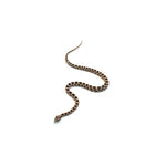 Normal Het Anery Het Caramel Corn Snake