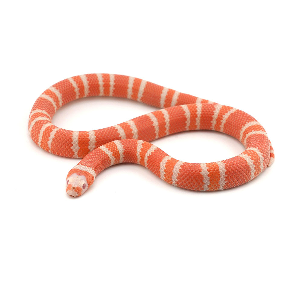 Albino Tangerine Honduran Milk Snake