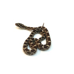 Normal Het Anery Het Caramel Corn Snake