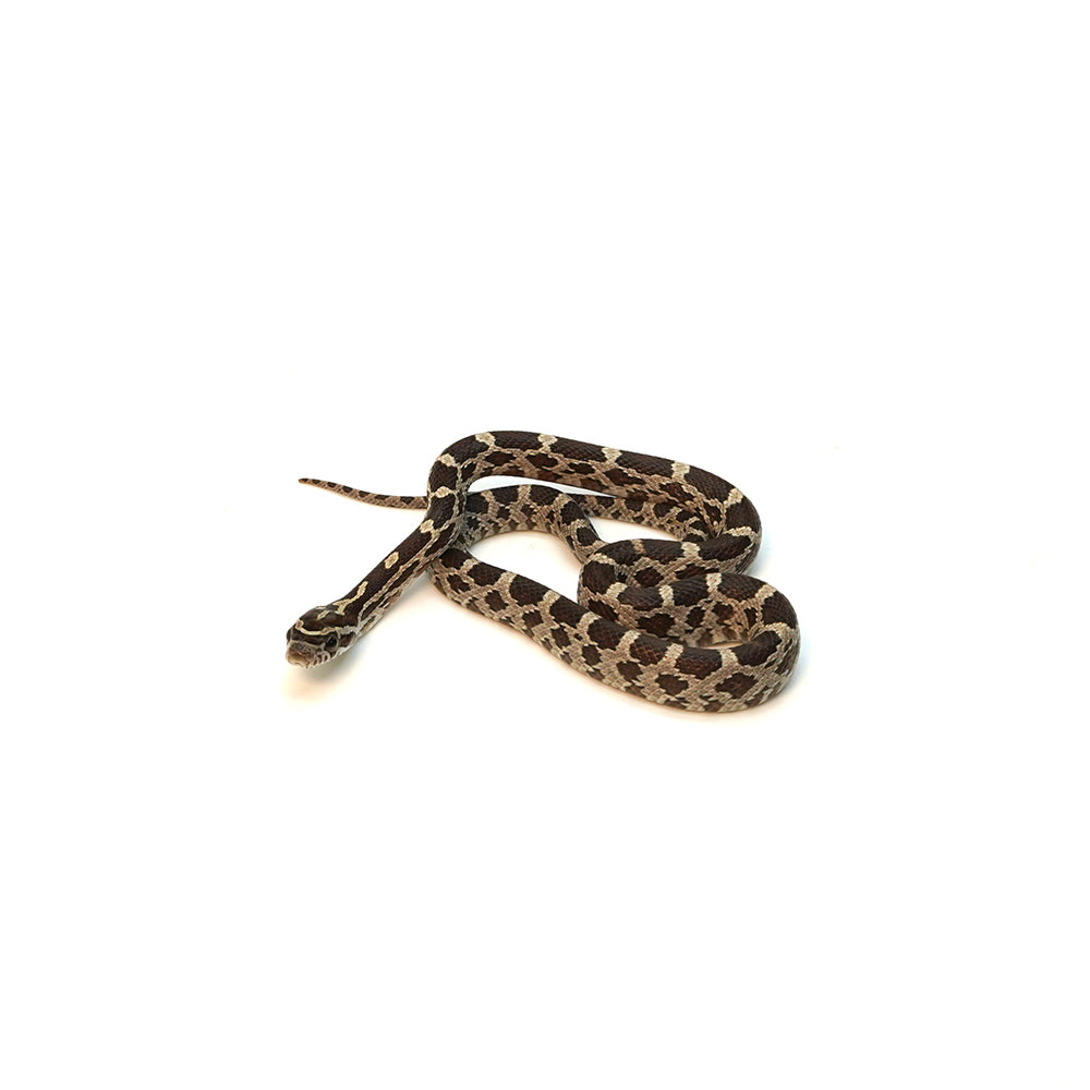 Normal Het Anery Het Caramel Corn Snake