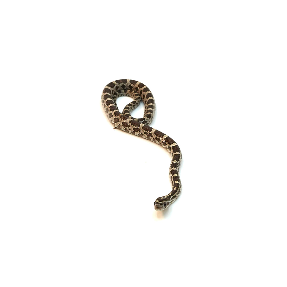 Normal Het Anery Het Caramel Corn Snake