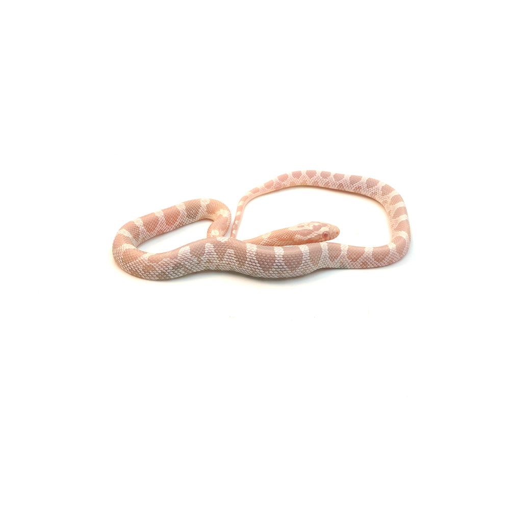 Snow Corn Snake