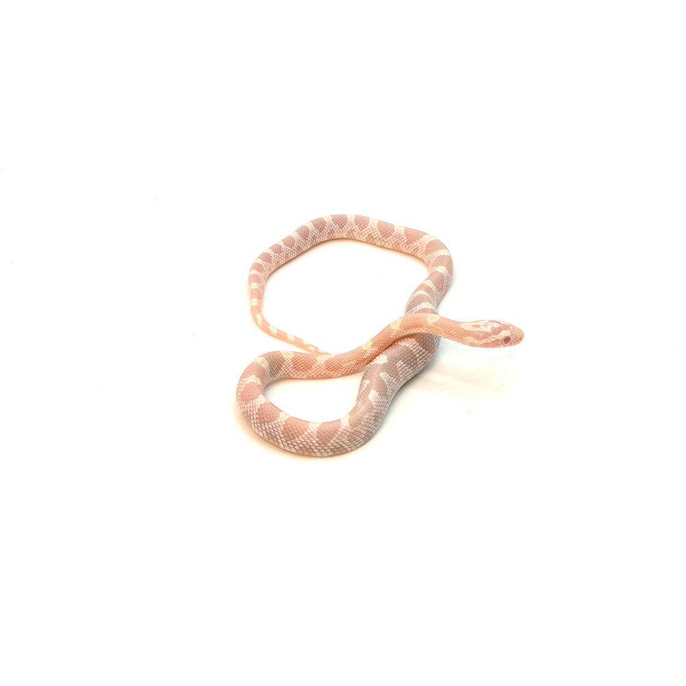 Snow Corn Snake