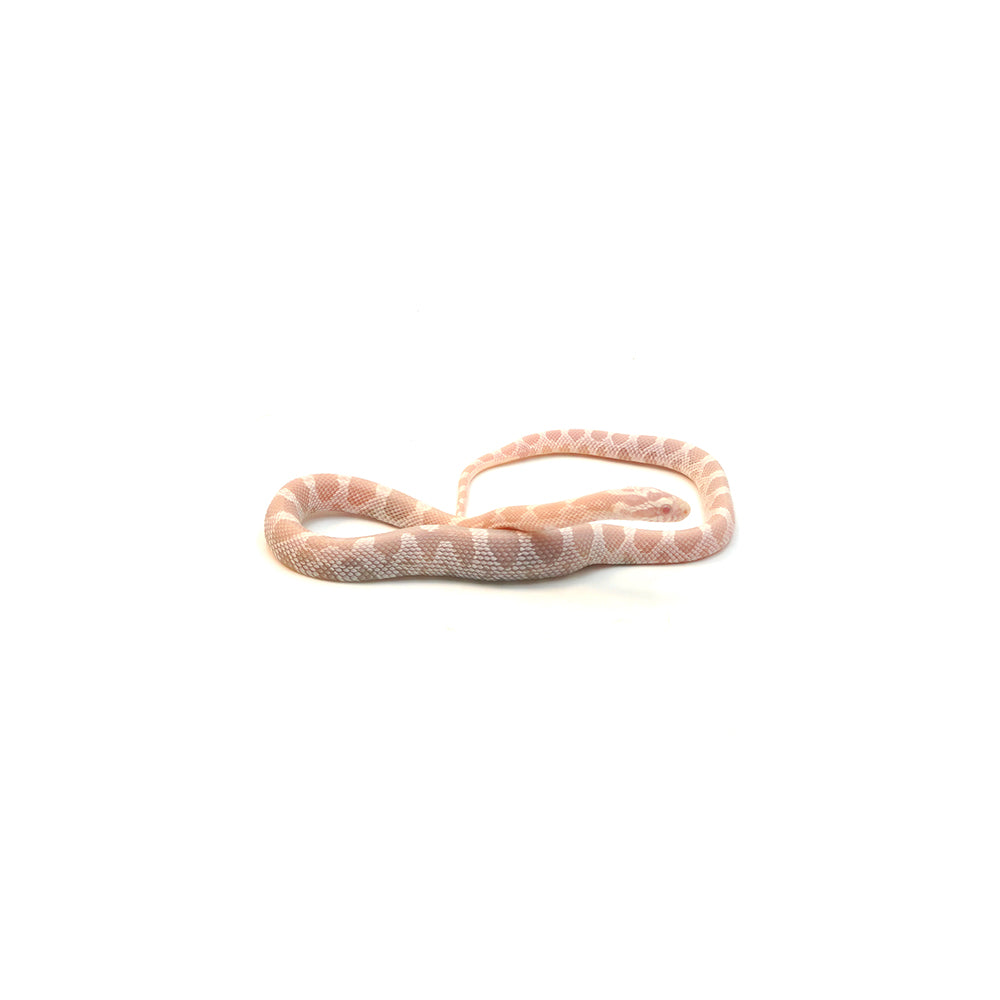 Snow Corn Snake