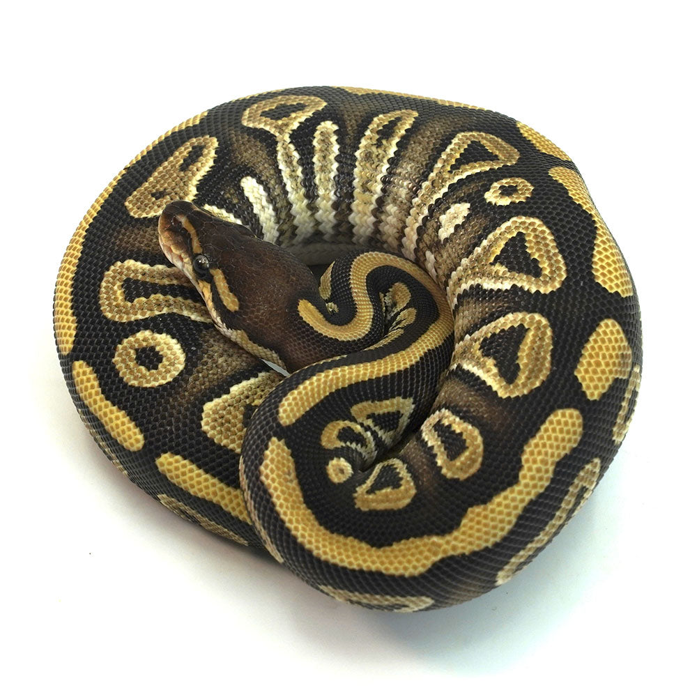 Phantom Het Clown Ball Python