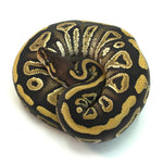 Phantom Het Clown Ball Python