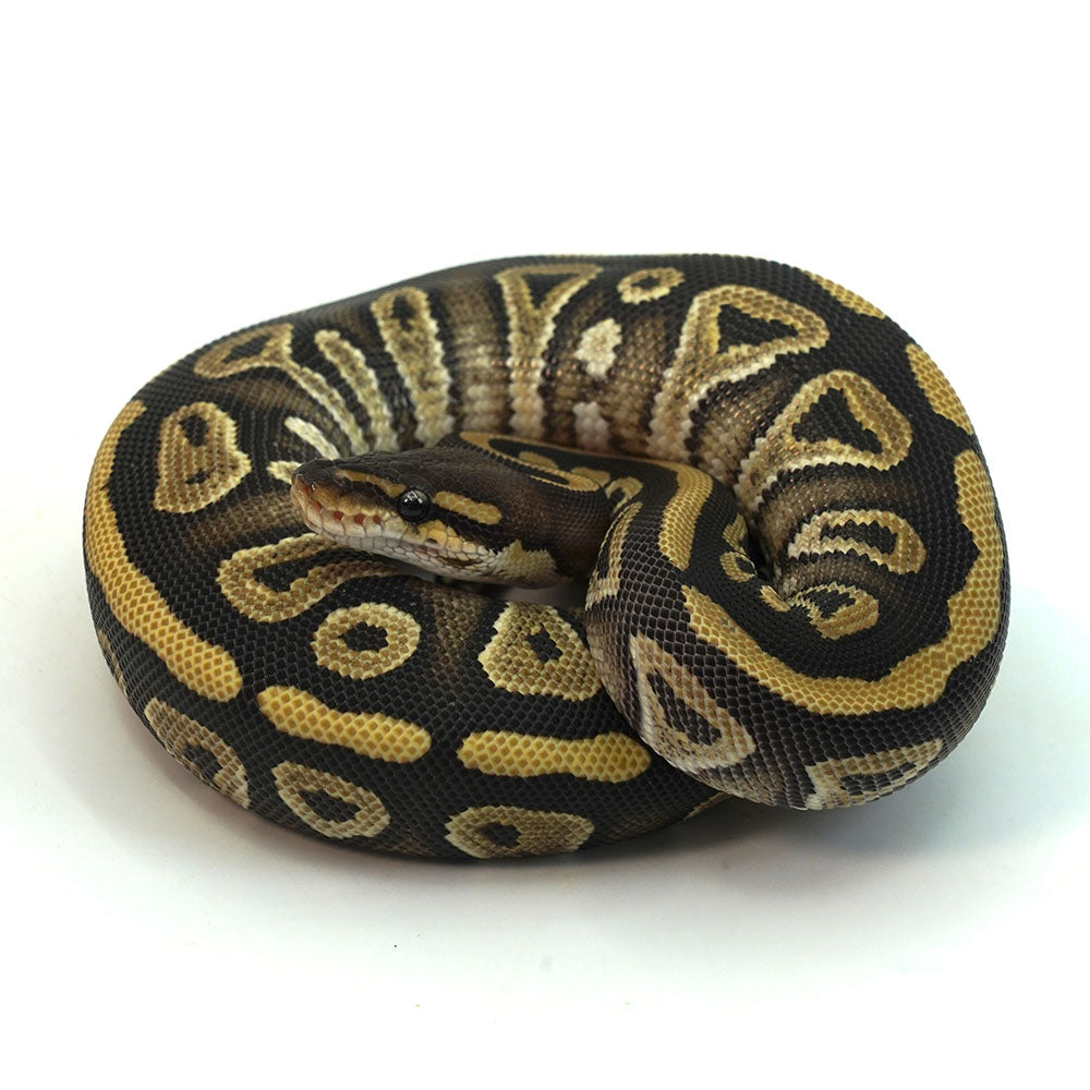 Phantom Het Clown Ball Python