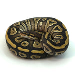 Phantom Het Clown Ball Python
