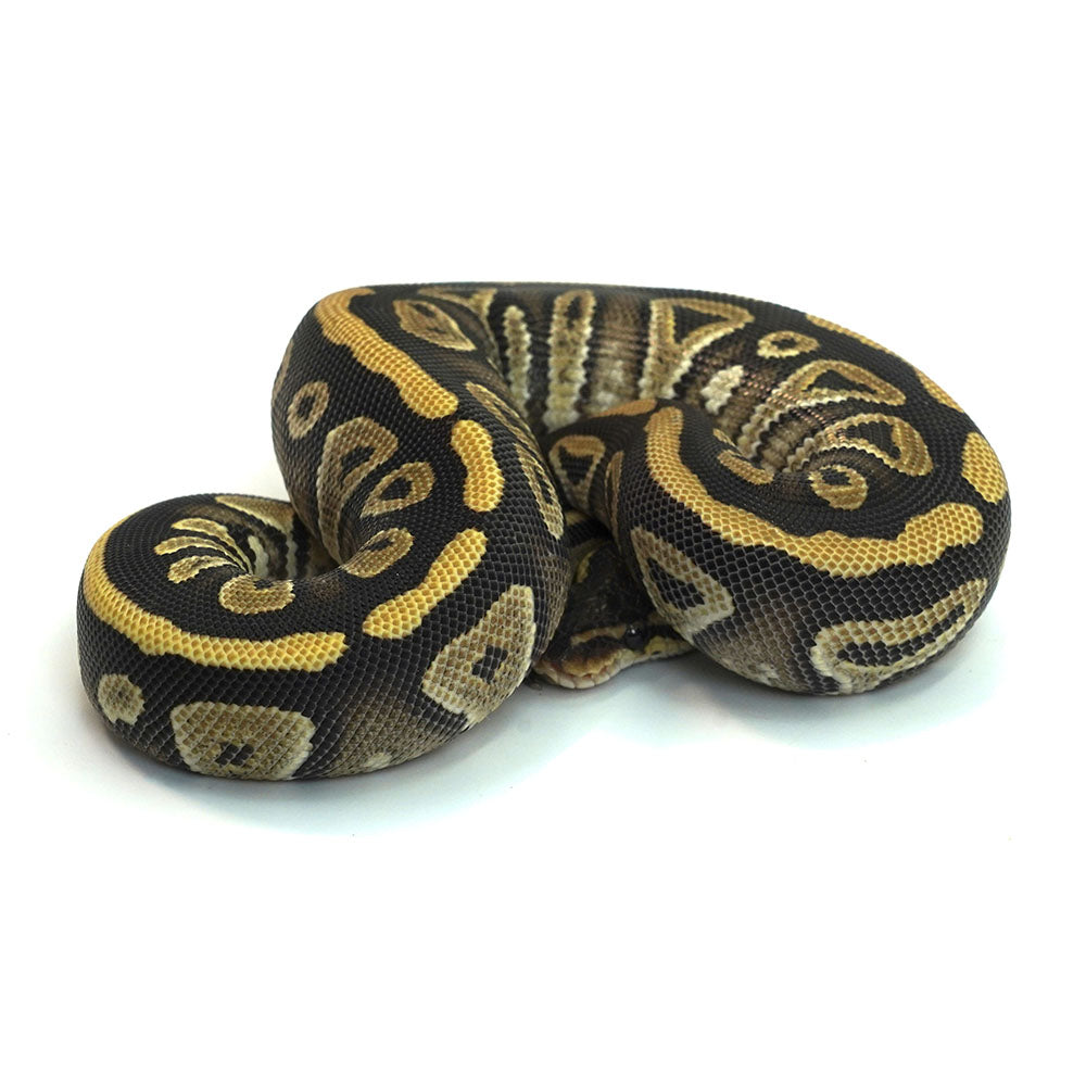 Phantom Het Clown Ball Python