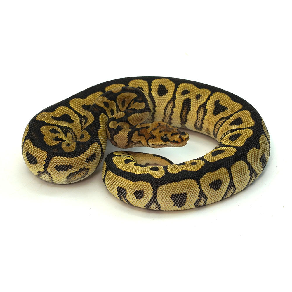 Spotnose Clown Ball Python
