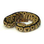 Spotnose Clown Ball Python