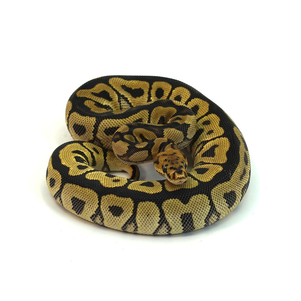 Spotnose Clown Ball Python