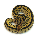 Spotnose Clown Ball Python