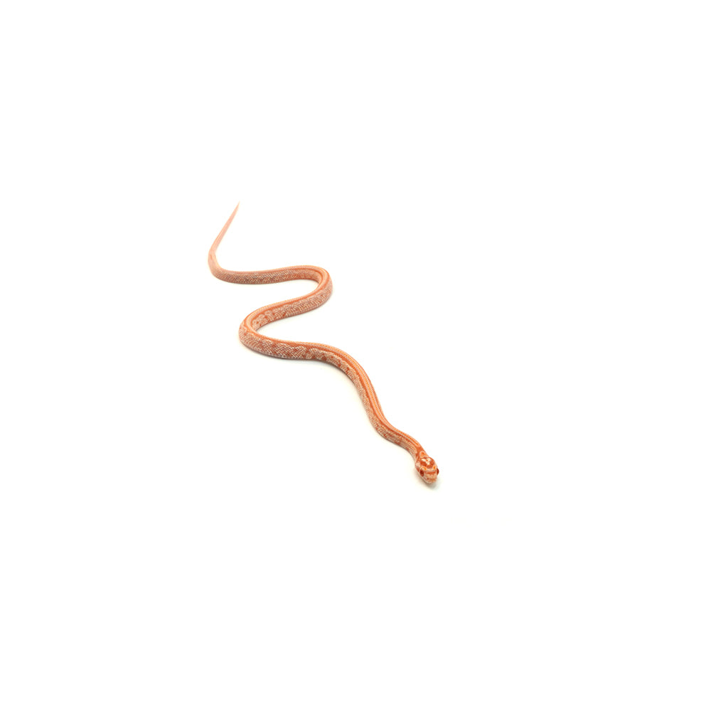 Amel Sunrise Tessera Corn Snake