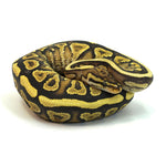 Phantom Het Clown Ball Python