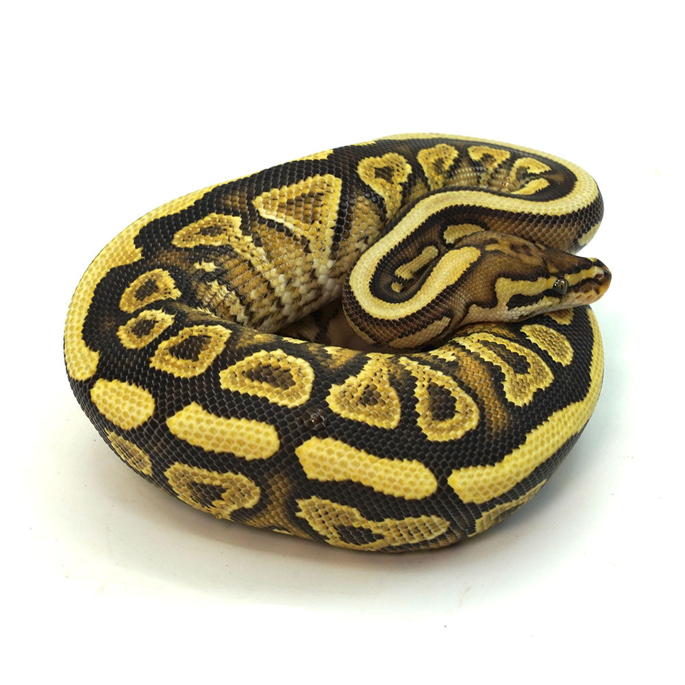 Phantom Het Clown Ball Python