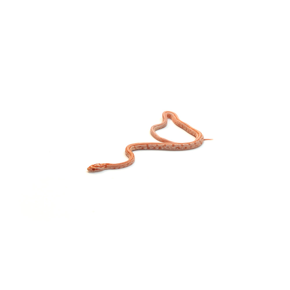 Amel Sunrise Tessera Corn Snake