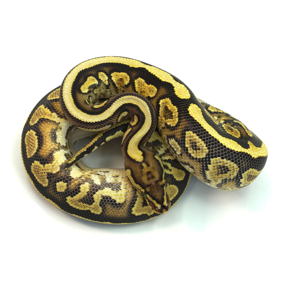 Phantom Het Clown Ball Python