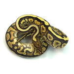Phantom Het Clown Ball Python