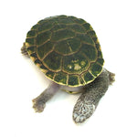 Parker's Snake-necked Turtle