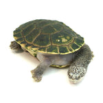 Parker's Snake-necked Turtle