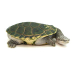 Parker's Snake-necked Turtle
