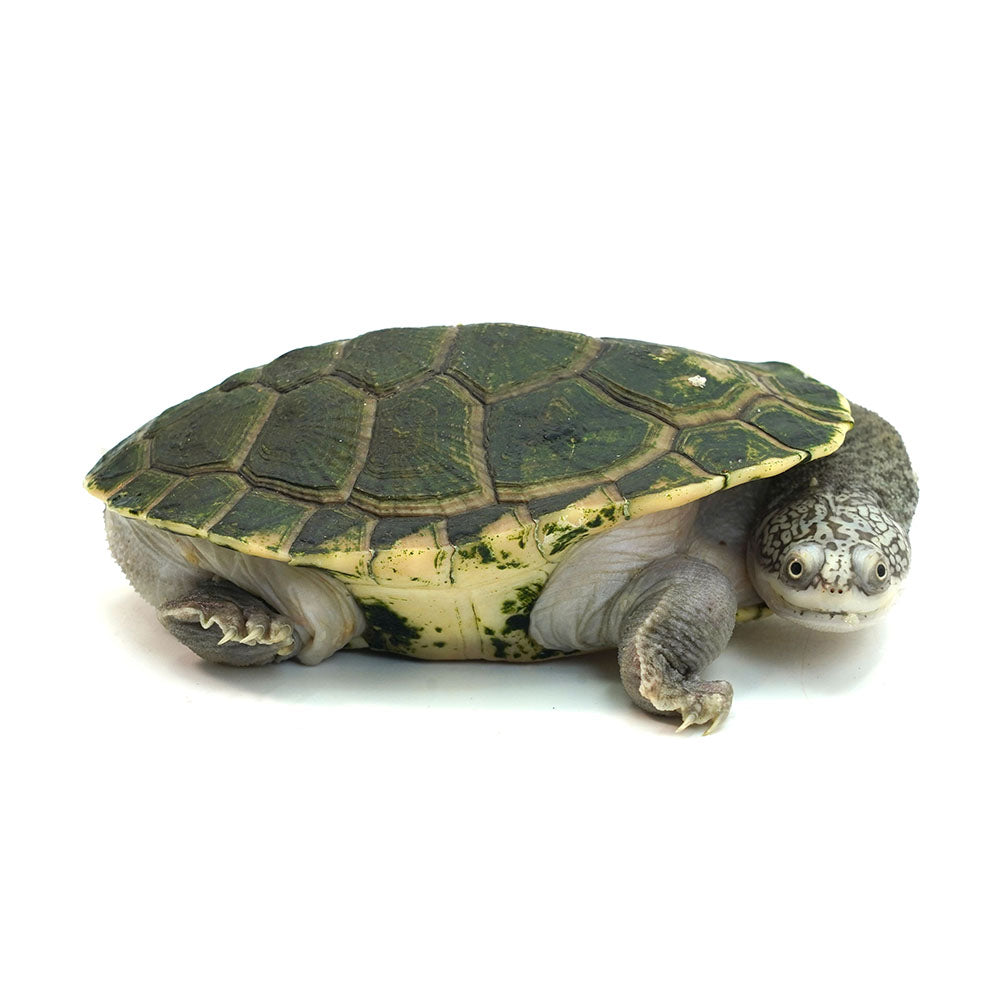 Parker's Snake-necked Turtle