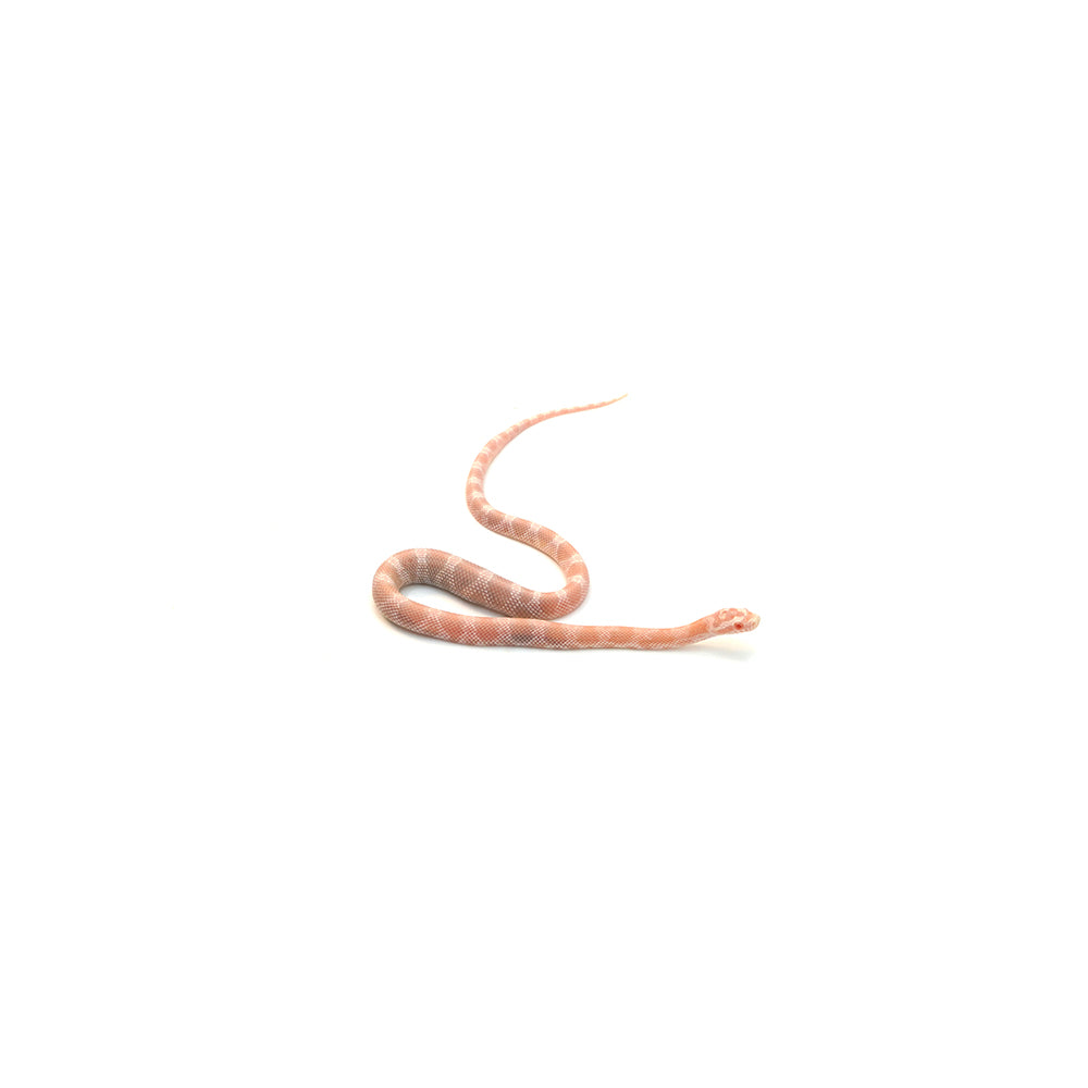 Snow Salmon Corn Snake