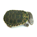 Parker's Snake-necked Turtle