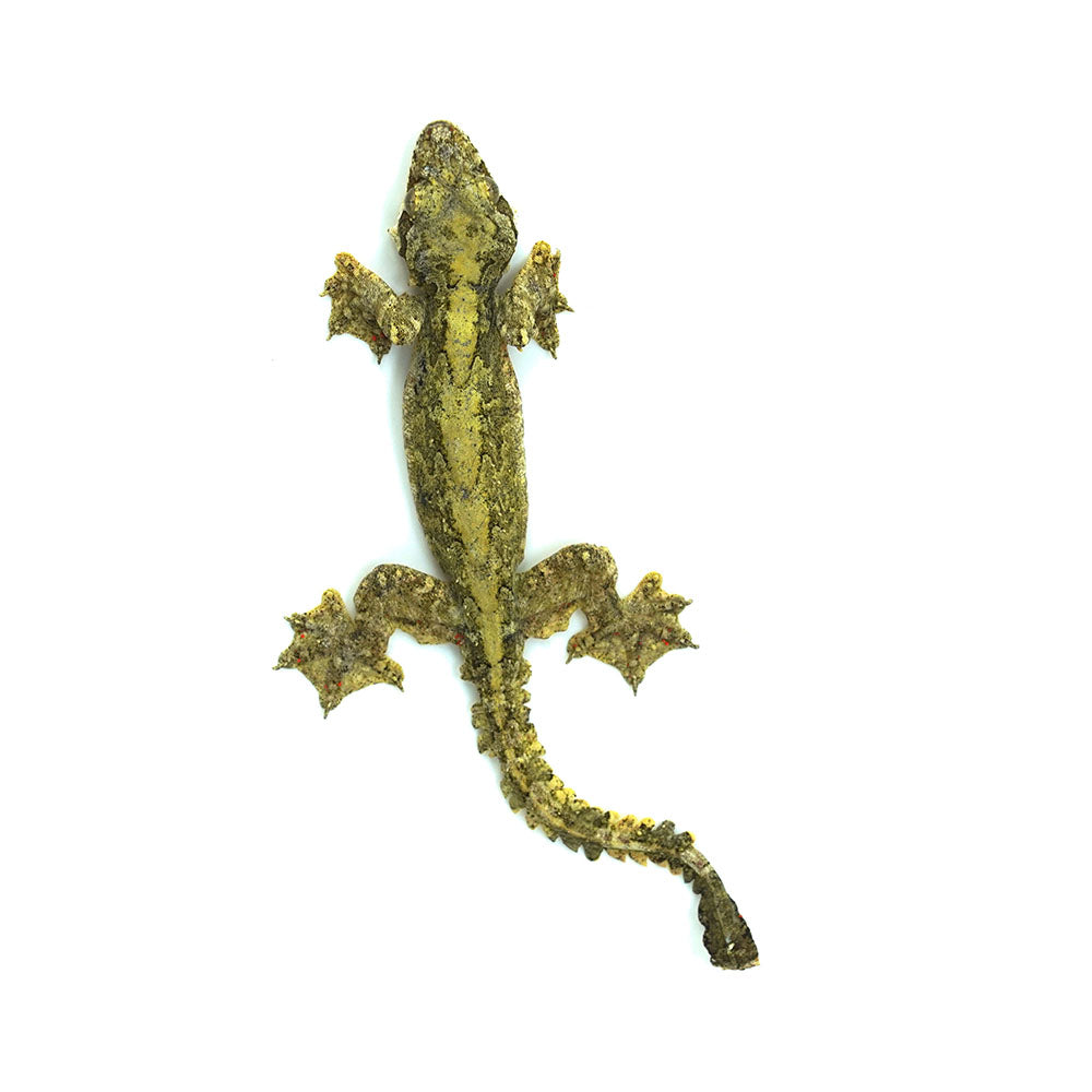 Flying Gecko