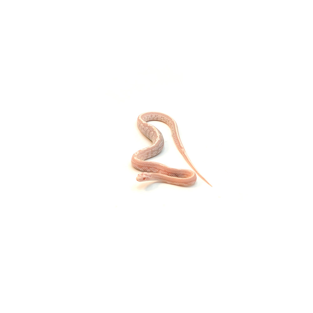 Snow Salmon Tessera Corn Snake