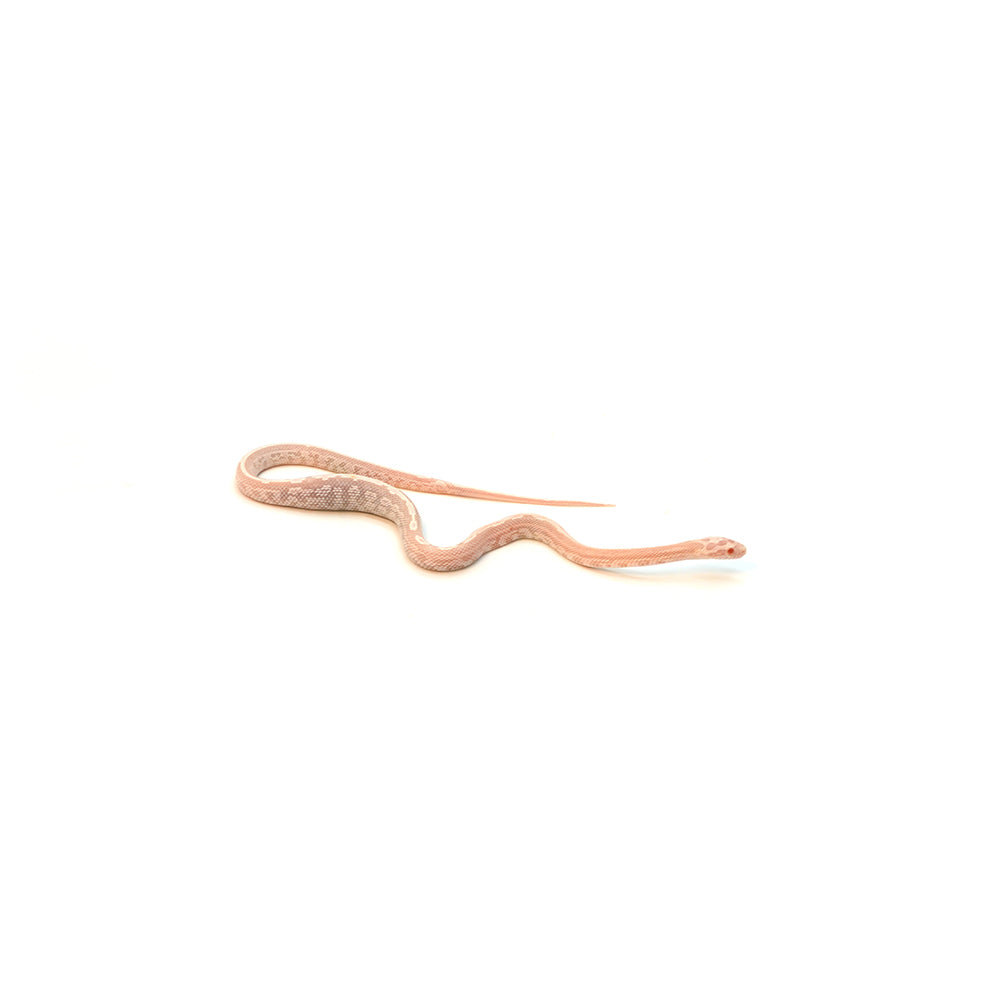 Snow Salmon Tessera Corn Snake